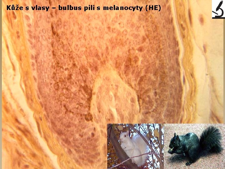 Kůže s vlasy – bulbus pili s melanocyty (HE) 