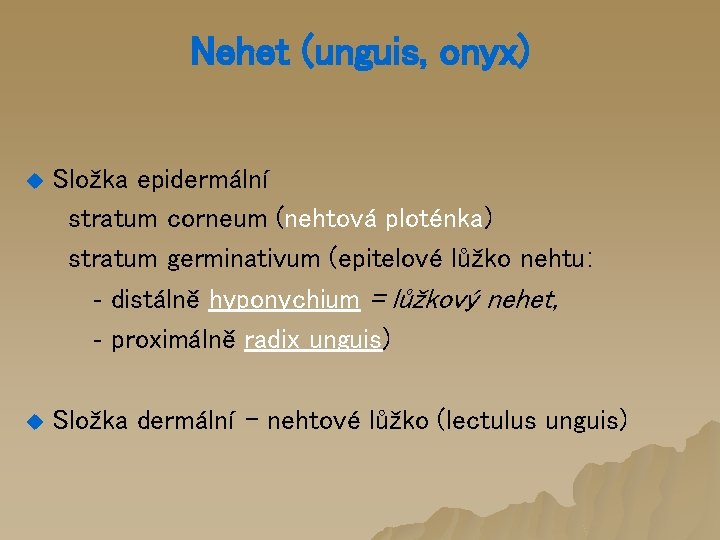 Nehet (unguis, onyx) u Složka epidermální stratum corneum (nehtová ploténka) stratum germinativum (epitelové lůžko