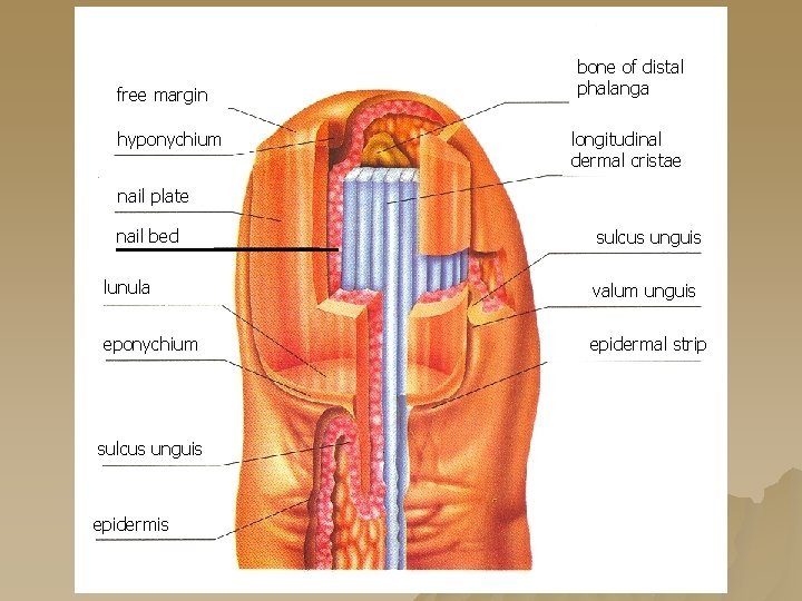 Nehet (unguis) free margin hyponychium bone of distal phalanga longitudinal dermal cristae Nehtová nail