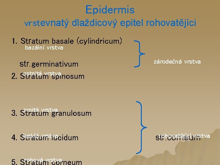 Epidermis vrstevnatý dlaždicový epitel rohovatějíci 1. Stratum basale (cylindricum) bazální vrstva str. germinativum ostnitá