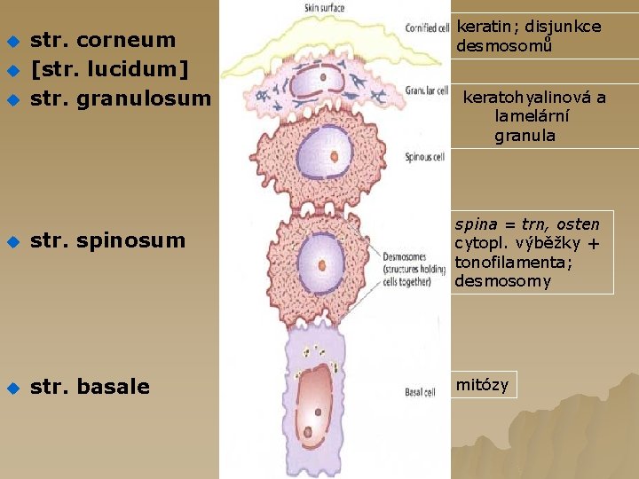 u u u str. corneum [str. lucidum] str. granulosum u str. spinosum u str.