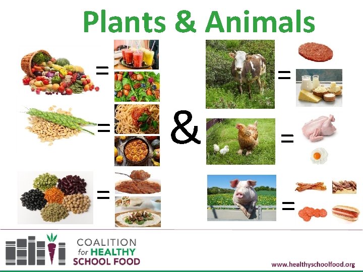 Plants & Animals = = & = = 