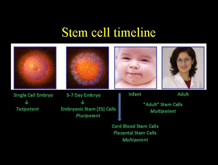 Stem cell timeline Single Cell Embryo ↓ Totipotent 5 -7 Day Embryo ↓ Embryonic