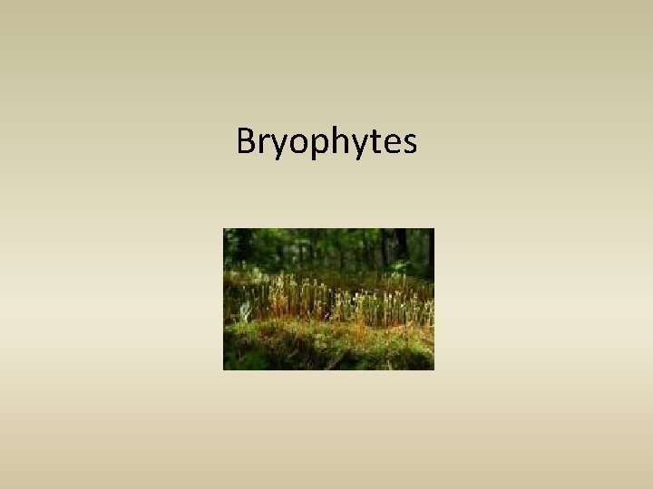 Bryophytes 