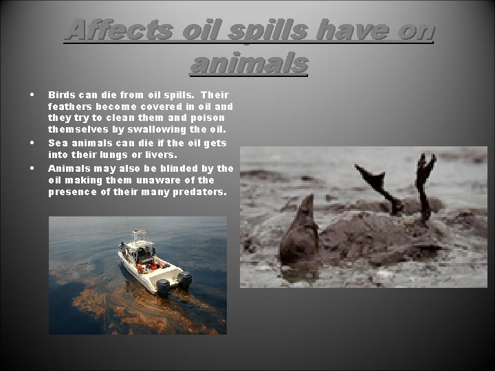 Affects oil spills have on animals • • • Birds can die from oil