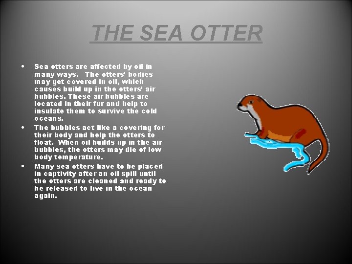 THE SEA OTTER • • • Sea otters are affected by oil in many