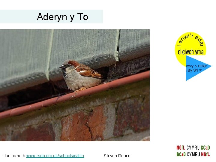 Aderyn y To Iluniau wrth www. rspb. org. uk/schoolswatch - Steven Round Aderyn y To Iluniau wrth www. rspb. org. uk/schoolswatch - Steven Round
