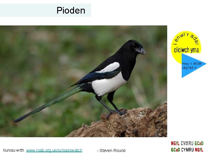 Pioden Iluniau wrth www. rspb. org. uk/schoolswatch - Steven Round Pioden Iluniau wrth www. rspb. org. uk/schoolswatch - Steven Round