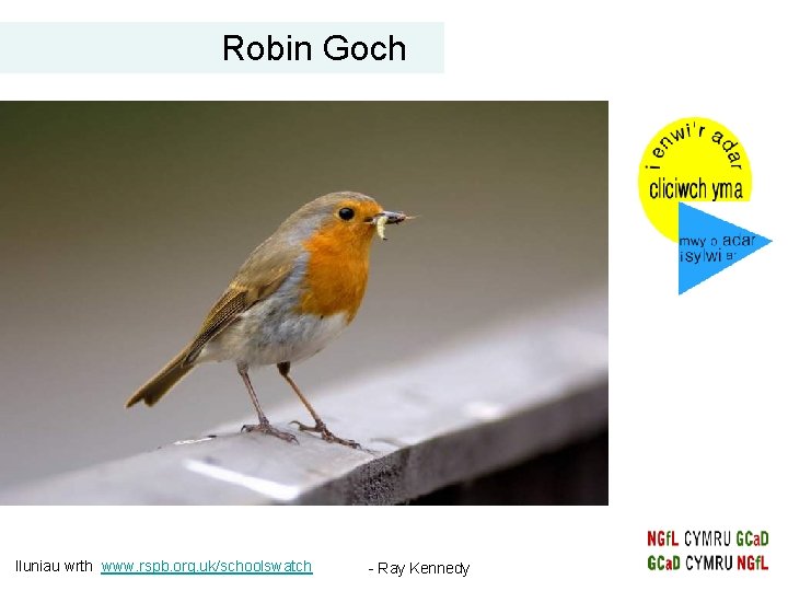 Robin Goch Iluniau wrth www. rspb. org. uk/schoolswatch - Ray Kennedy 