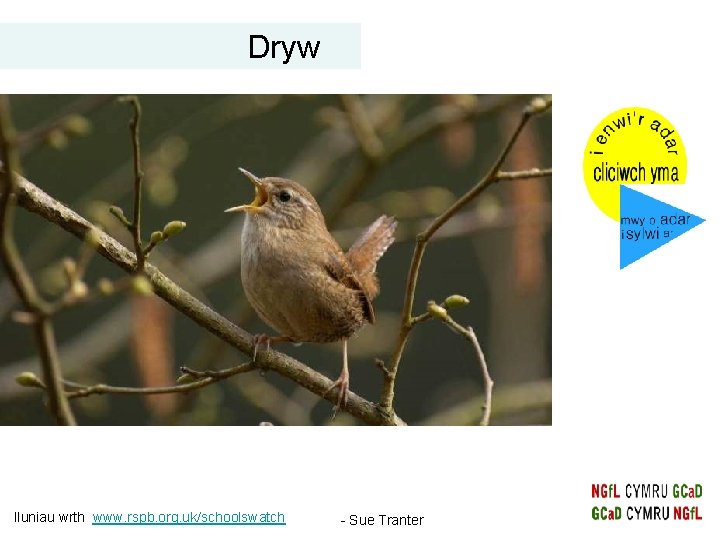 Dryw Iluniau wrth www. rspb. org. uk/schoolswatch - Sue Tranter 