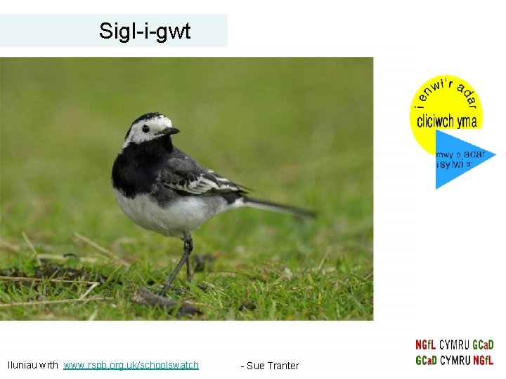 Sigl-i-gwt Iluniau wrth www. rspb. org. uk/schoolswatch - Sue Tranter Sigl-i-gwt Iluniau wrth www. rspb. org. uk/schoolswatch - Sue Tranter