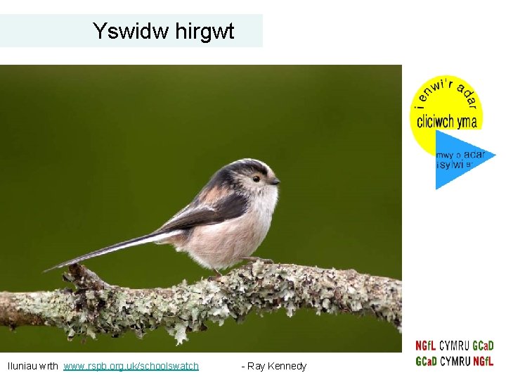Yswidw hirgwt Iluniau wrth www. rspb. org. uk/schoolswatch - Ray Kennedy Yswidw hirgwt Iluniau wrth www. rspb. org. uk/schoolswatch - Ray Kennedy