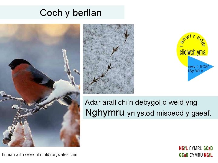 Coch y berllan Adar arall chi’n debygol o weld yng Nghymru yn ystod misoedd