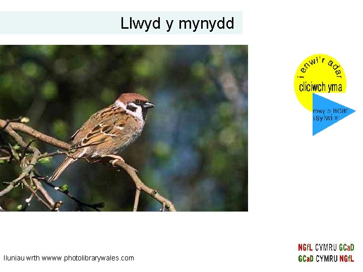 Llwyd y mynydd Iluniau wrth wwww. photolibrarywales. com 