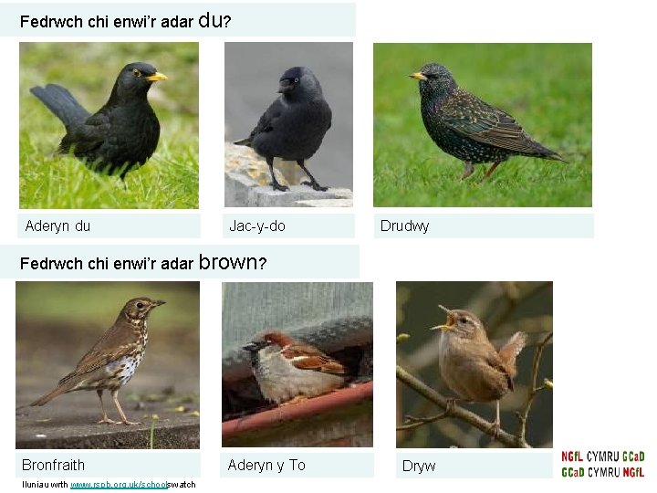 Fedrwch chi enwi’r adar du? Aderyn du Jac-y-do Drudwy Fedrwch chi enwi’r adar brown? Fedrwch chi enwi’r adar du? Aderyn du Jac-y-do Drudwy Fedrwch chi enwi’r adar brown?