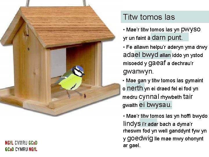 Titw tomos las • Mae’r titw tomos las yn pwyso yr un faint â