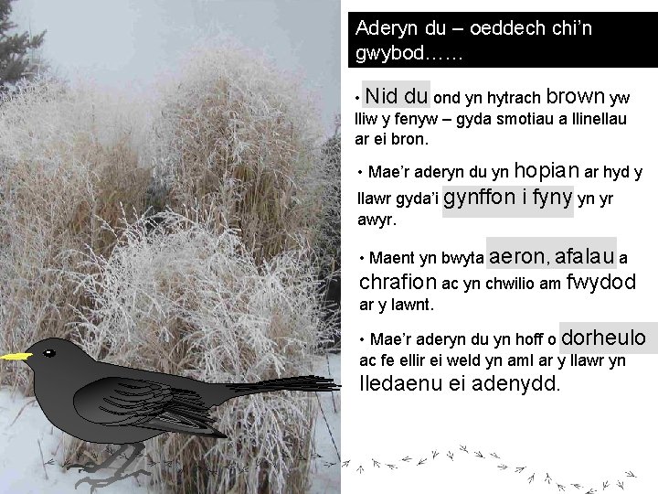 Aderyn du – oeddech chi’n gwybod…… • Nid du ond yn hytrach brown yw Aderyn du – oeddech chi’n gwybod…… • Nid du ond yn hytrach brown yw