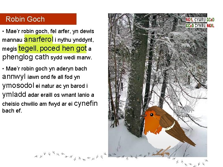 Robin Goch • Mae’r robin goch, fel arfer, yn dewis mannau anarferol i nythu