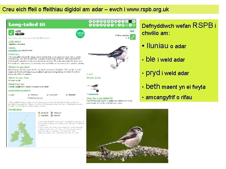 Creu eich ffeil o ffeithiau digidol am adar – ewch i www. rspb. org.