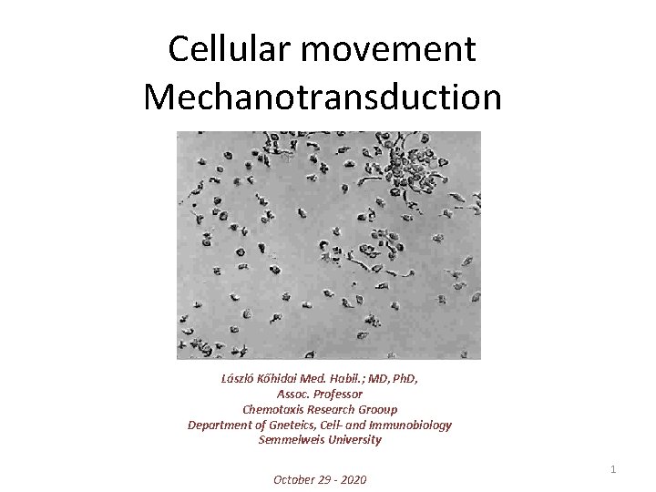 Cellular movement Mechanotransduction László Kőhidai Med. Habil. ; MD, Ph. D, Assoc. Professor Chemotaxis