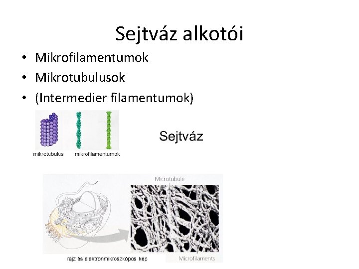 Sejtváz alkotói • Mikrofilamentumok • Mikrotubulusok • (Intermedier filamentumok) Sejtváz alkotói • Mikrofilamentumok • Mikrotubulusok • (Intermedier filamentumok)
