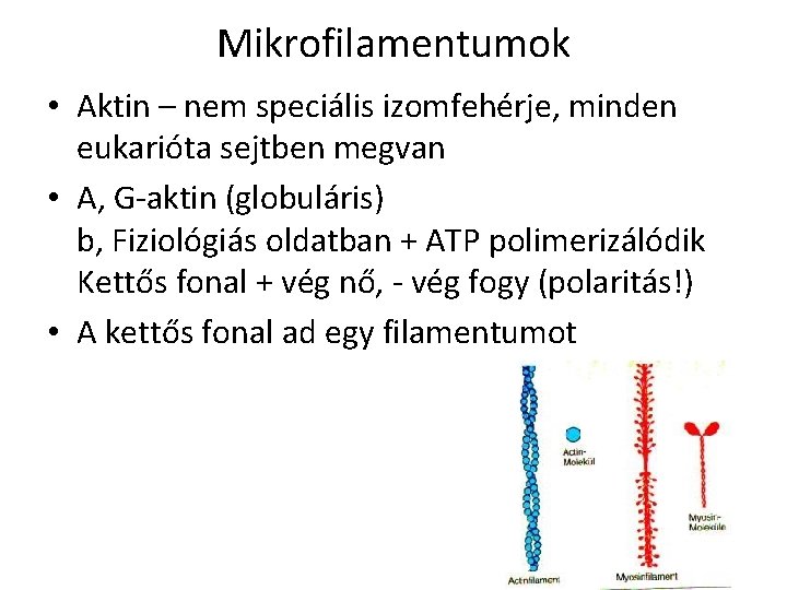 Mikrofilamentumok • Aktin – nem speciális izomfehérje, minden eukarióta sejtben megvan • A, G-aktin Mikrofilamentumok • Aktin – nem speciális izomfehérje, minden eukarióta sejtben megvan • A, G-aktin