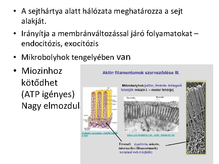  • A sejthártya alatt hálózata meghatározza a sejt alakját. • Irányítja a membránváltozással