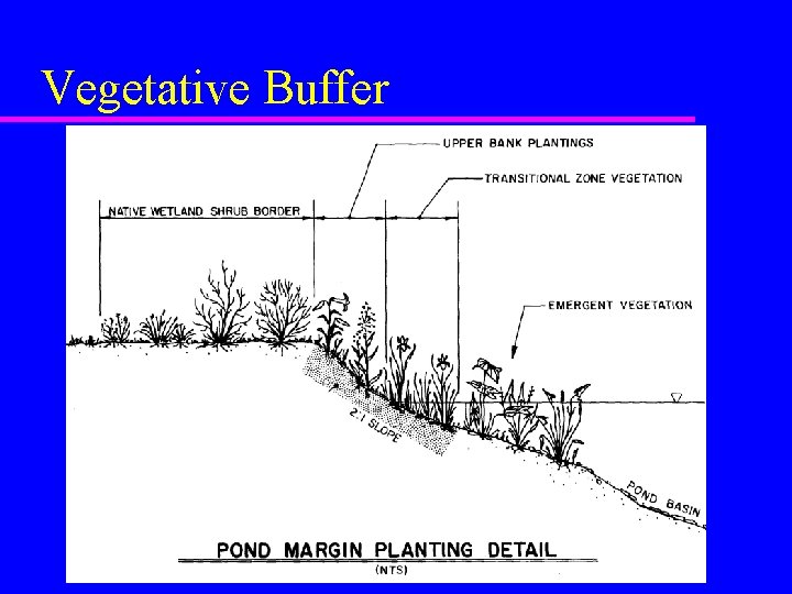 Vegetative Buffer 