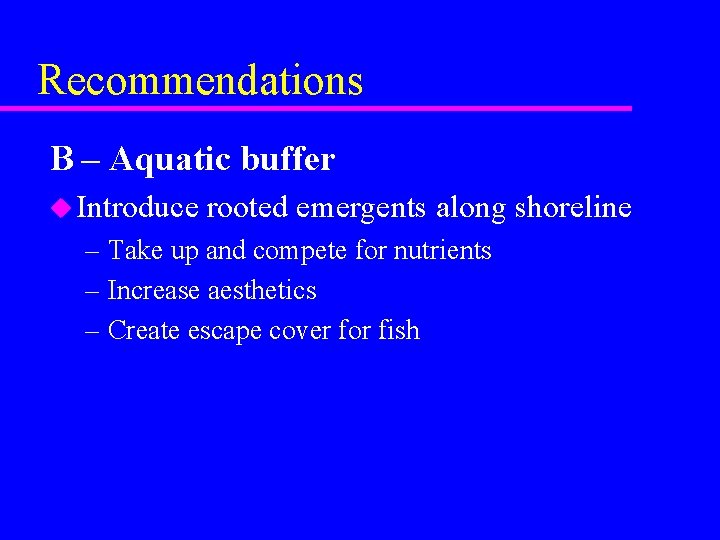 Recommendations B – Aquatic buffer u Introduce rooted emergents along shoreline – Take up