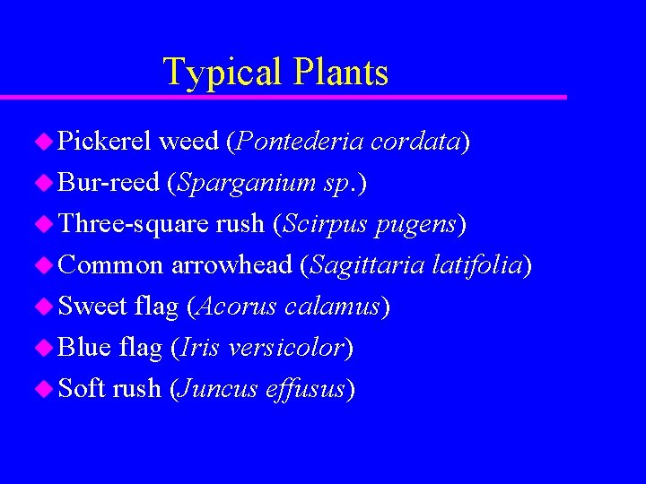 Typical Plants u Pickerel weed (Pontederia cordata) u Bur-reed (Sparganium sp. ) u Three-square