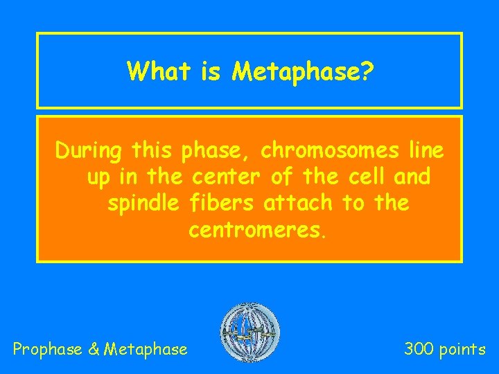 What is Metaphase? During this phase, chromosomes line up in the center of the