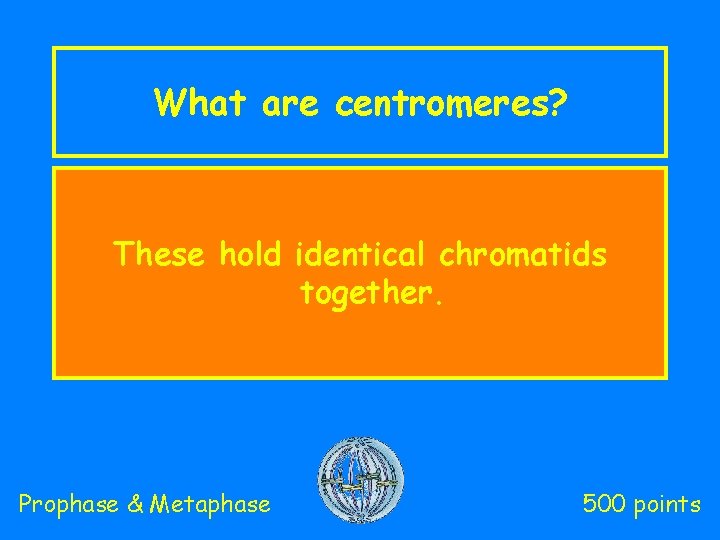 What are centromeres? These hold identical chromatids together. Prophase & Metaphase 500 points 