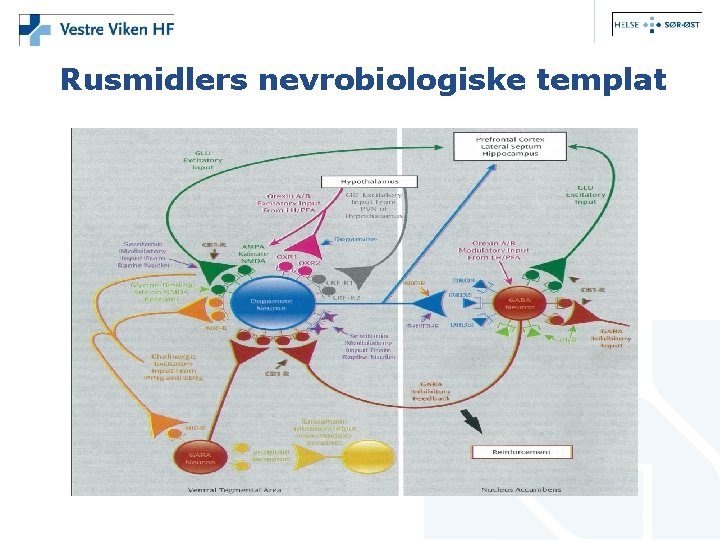 Rusmidlers nevrobiologiske templat 