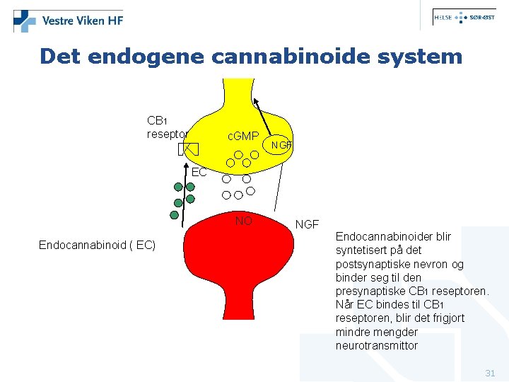 Det endogene cannabinoide system CB 1 reseptor c. GMP NGF EC NO Endocannabinoid (