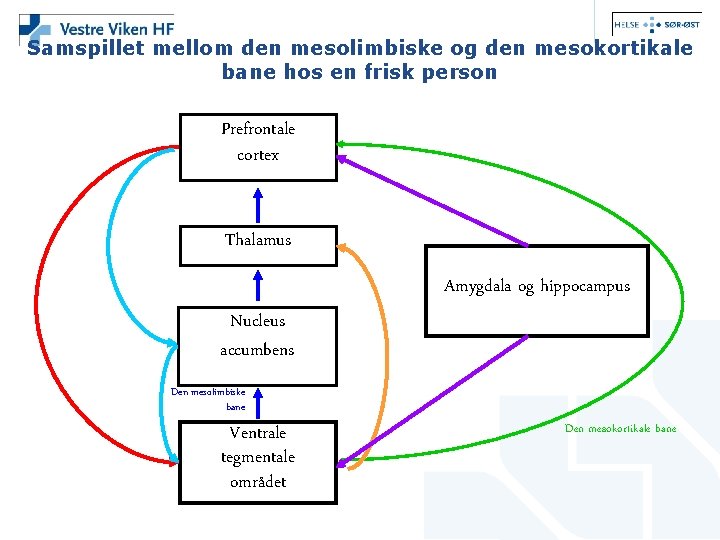 Samspillet mellom den mesolimbiske og den mesokortikale bane hos en frisk person Prefrontale cortex