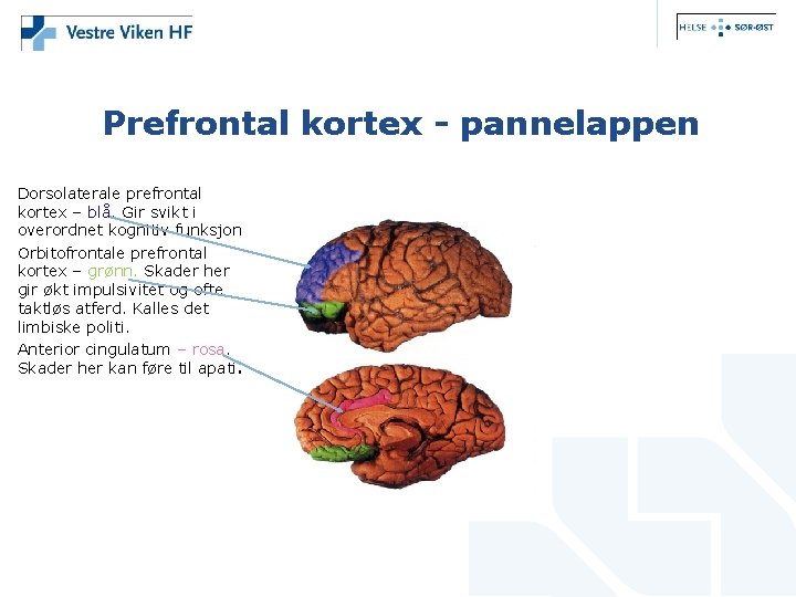 Prefrontal kortex - pannelappen Dorsolaterale prefrontal kortex – blå. Gir svikt i overordnet kognitiv