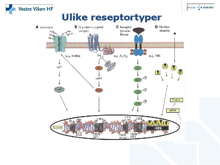 Ulike reseptortyper 