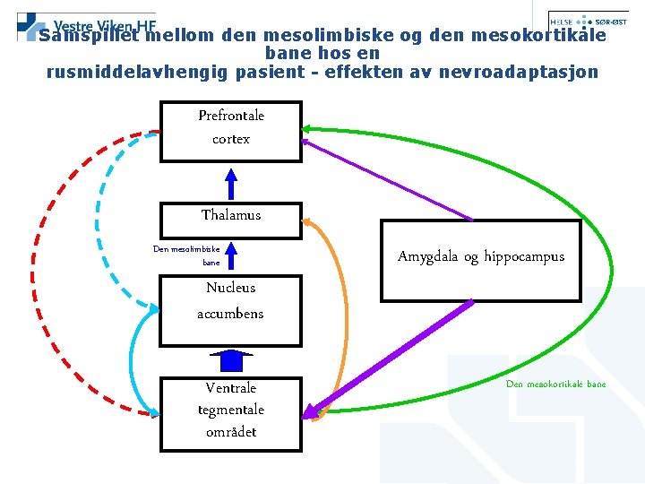 Samspillet mellom den mesolimbiske og den mesokortikale bane hos en rusmiddelavhengig pasient - effekten