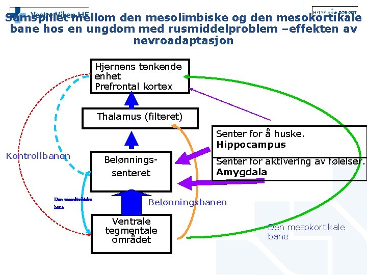 Samspillet mellom den mesolimbiske og den mesokortikale bane hos en ungdom med rusmiddelproblem –effekten