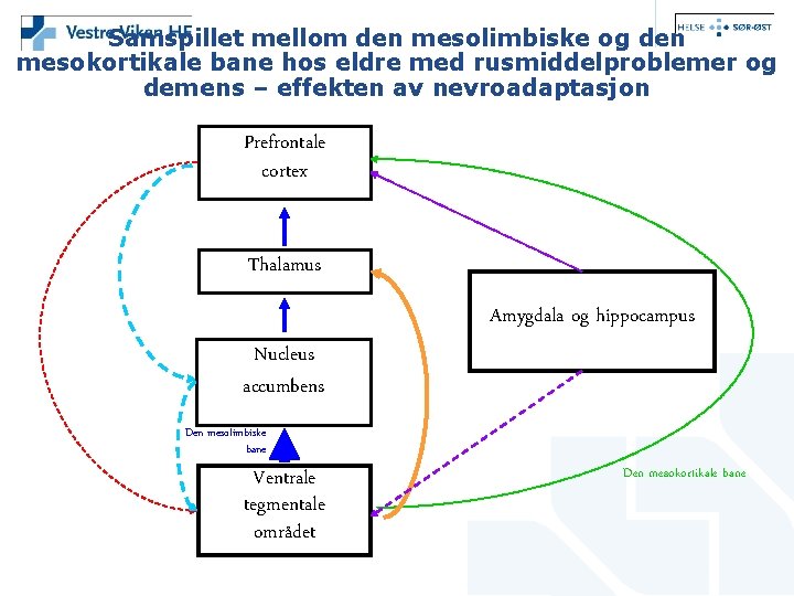 Samspillet mellom den mesolimbiske og den mesokortikale bane hos eldre med rusmiddelproblemer og demens