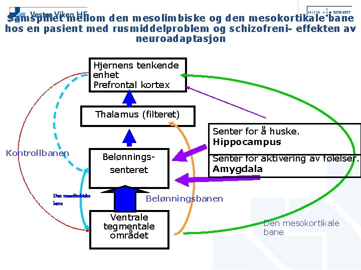 Samspillet mellom den mesolimbiske og den mesokortikale bane hos en pasient med rusmiddelproblem og