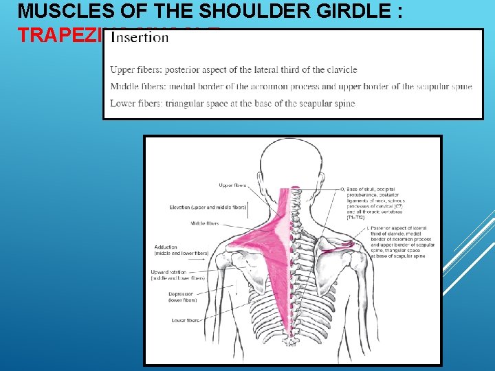 EXSC 314 CHAPTER 4 THE SHOULDER GIRDLE PPT