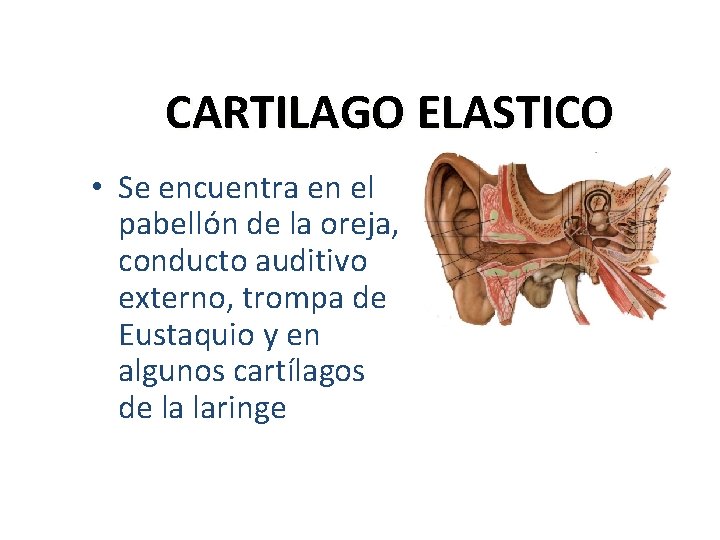 CARTILAGO ELASTICO • Se encuentra en el pabellón de la oreja, conducto auditivo externo,