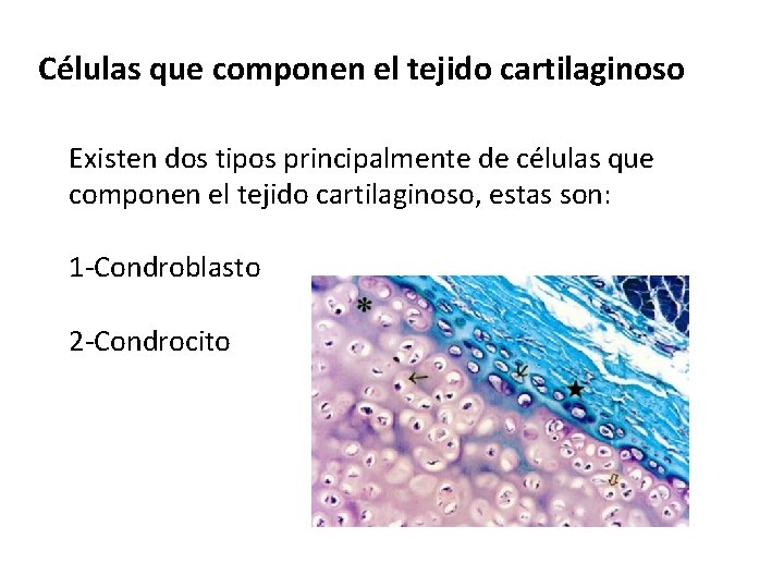Células que componen el tejido cartilaginoso Existen dos tipos principalmente de células que componen