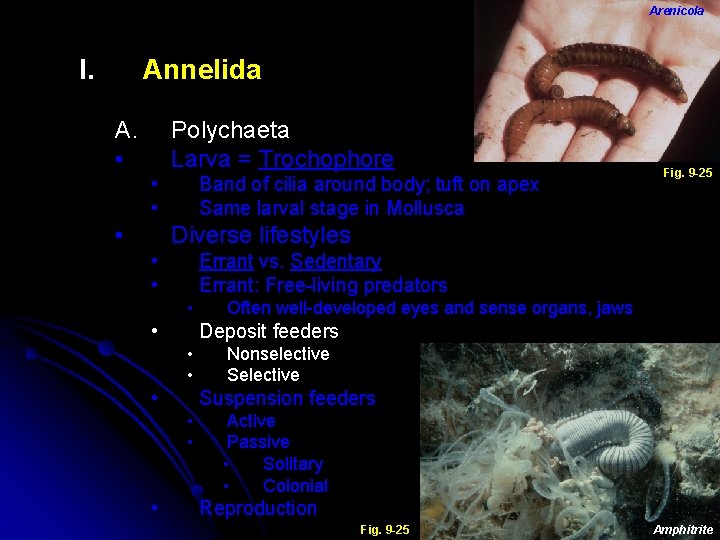 Arenicola I. Annelida A. • Polychaeta Larva = Trochophore • • • Band of