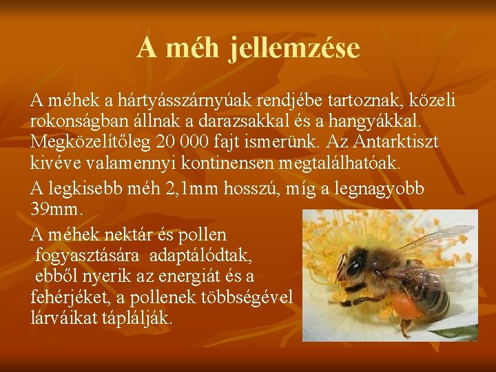 A méh jellemzése A méhek a hártyásszárnyúak rendjébe tartoznak, közeli rokonságban állnak a darazsakkal
