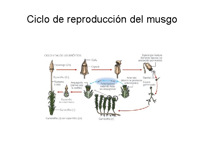 Ciclo de reproducción del musgo 