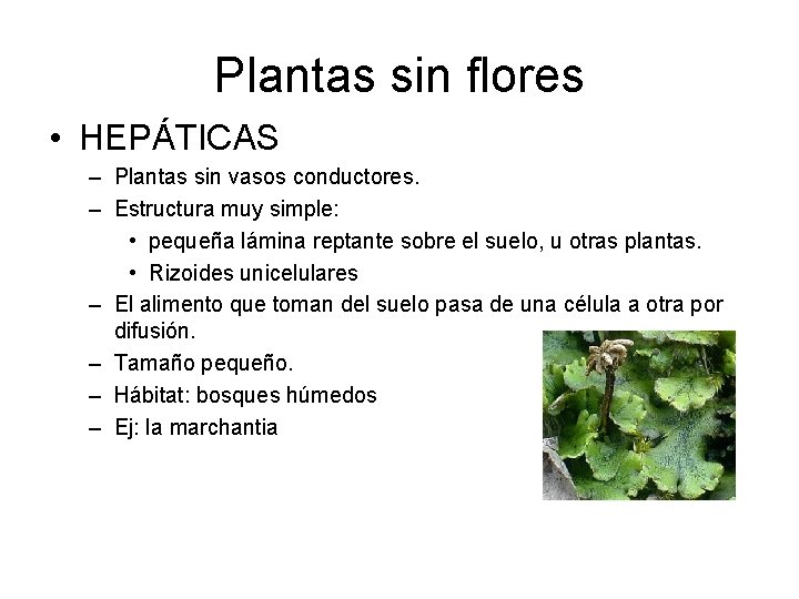 Plantas sin flores • HEPÁTICAS – Plantas sin vasos conductores. – Estructura muy simple: