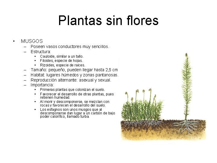 Plantas sin flores • MUSGOS – Poseen vasos conductores muy sencillos. – Estructura: •