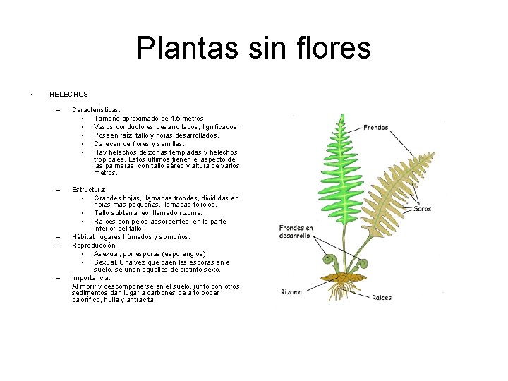 Plantas sin flores • HELECHOS – Características: • Tamaño aproximado de 1, 5 metros